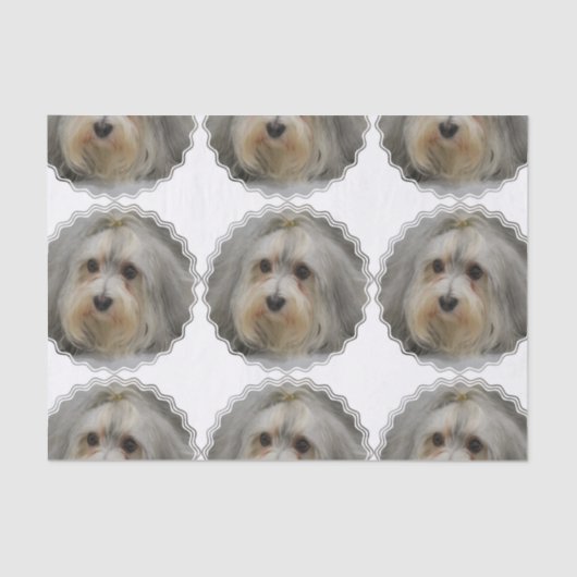 Havanese 薄葉紙 (正面)