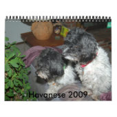 Havanese 2009年 カレンダー (カバー)