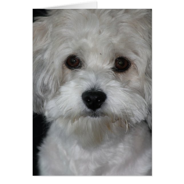 havanese-2.png (正面)