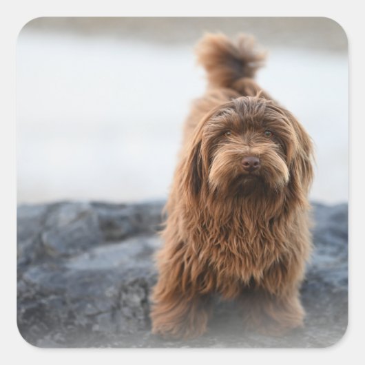 Havanese dog, Animal, Canine スクエアシール (正面)