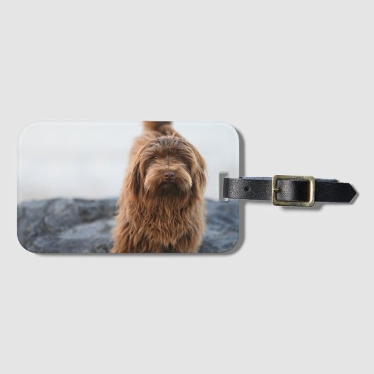 Havanese dog, Animal, Canine ラゲッジタグ (正面横)