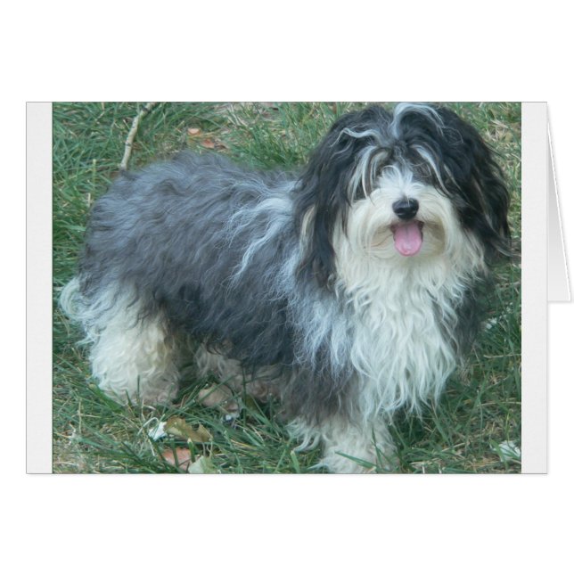 havanese full.png (正面横)