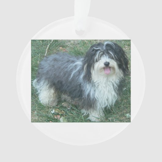 havanese full.png オーナメント (正面)