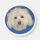 Havanese on Blue マグネット (正面)