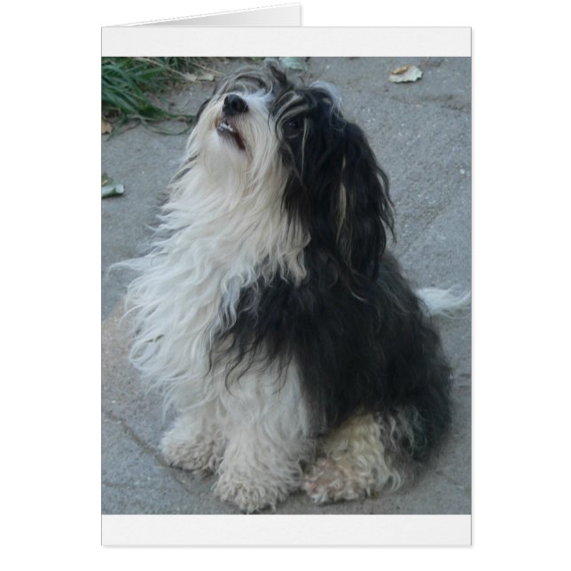 havanese_siat.png (正面)