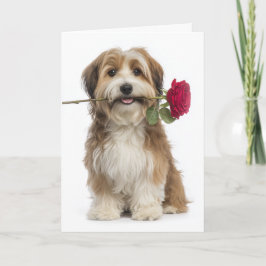 Havanese Valentine – Gentle Love & Devotion カード