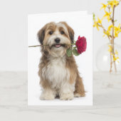 Havanese Valentine – Gentle Love & Devotion カード (黄色い花)