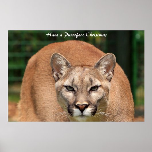 Have a Purrrfect Christmas ポスター (正面)