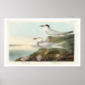 Havell's Tern and Trudeau's Tern by Audubon ポスター (正面)