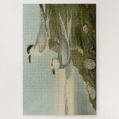 Havell's & Trudeau's Tern Audubon Birds of America ジグソーパズル (縦)