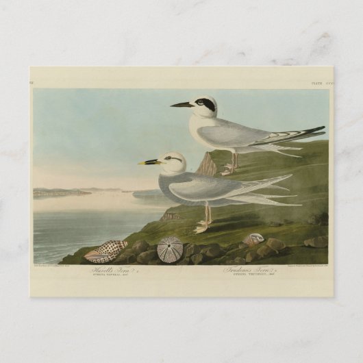 Havell's & Trudeau's Tern Audubon Birds of America ポストカード (正面)