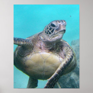 Hawaii Sea Turtle ポスター