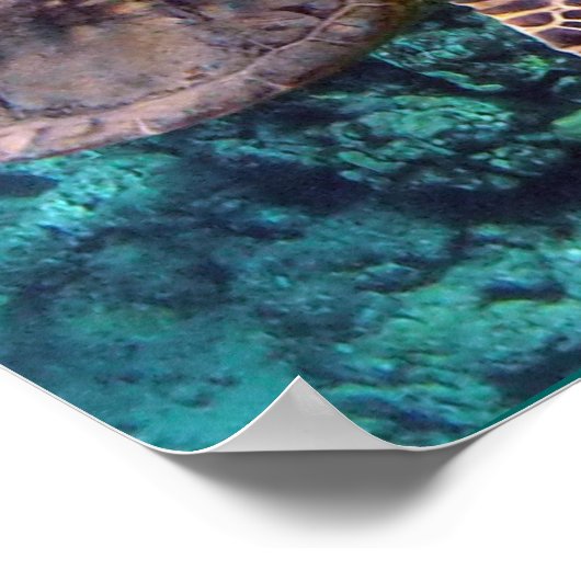 Hawaii Sea Turtle ポスター (角)