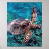 Hawaii Sea Turtle ポスター (正面)