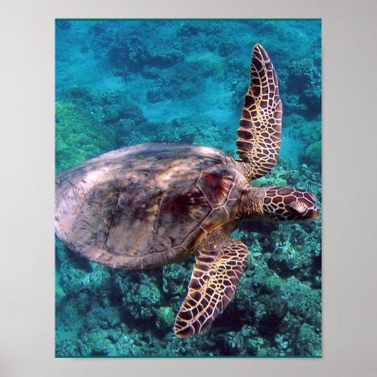 Hawaii Sea Turtle ポスター (正面)