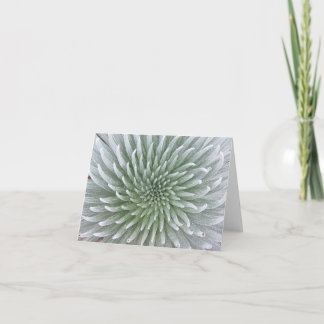 Hawaiian Cactus Succulent Note Card カード