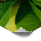 Hawaiian Frangipani ポスター (角)