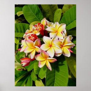 Hawaiian Frangipani ポスター