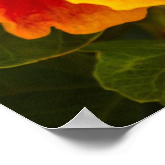 Hawaiian Fuchsia and Orange Hibiscus ポスター (角)