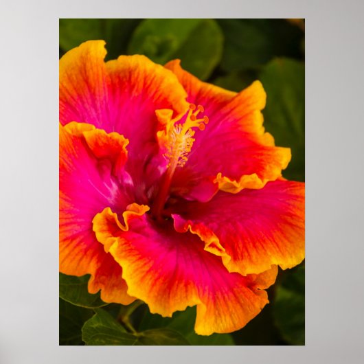 Hawaiian Fuchsia and Orange Hibiscus ポスター (正面)