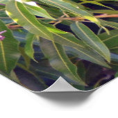 Hawaiian Mangoes ポスター (角)