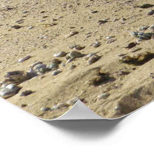 Hawaiian monk seal ポスター (角)