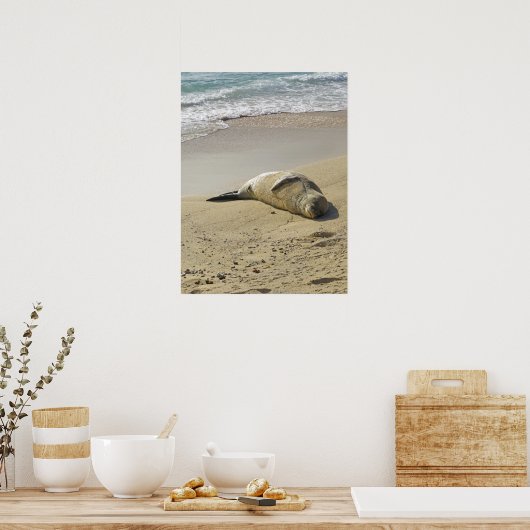 Hawaiian monk seal ポスター (キッチン)