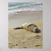 Hawaiian monk seal ポスター (正面)