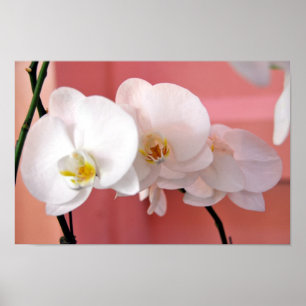 Hawaiian Orchids Number Three Print ポスター