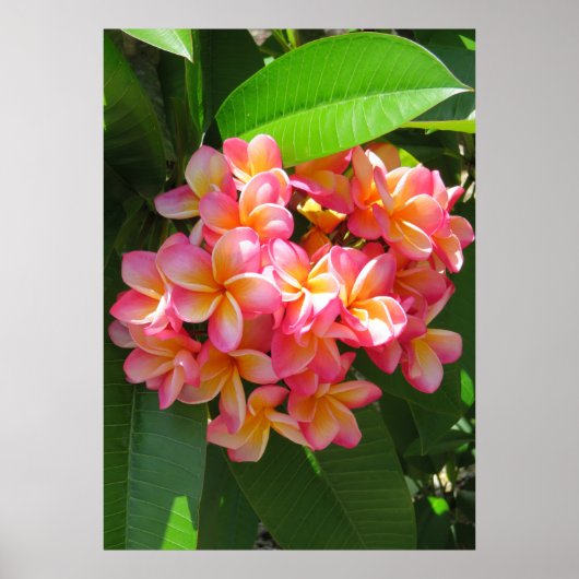 Hawaiian Plumeria ポスター (正面)