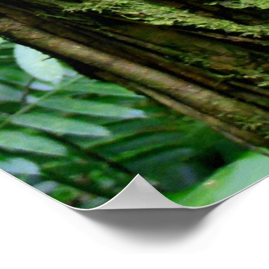 Hawaiian Rain Forest ポスター (角)
