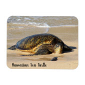 Hawaiian Sea Turtle on the Sand マグネット (横)