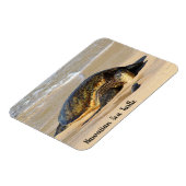 Hawaiian Sea Turtle on the Sand マグネット (左側)