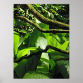 Hawaiian Tropical Rain Forest ポスター (正面)