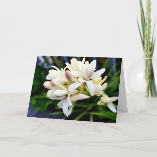 Hawaiian Tuberose Cluster カード (正面)