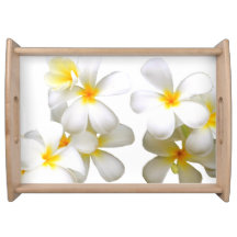 Hawaiian white plumeria flower
