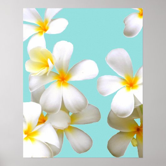Hawaiian white plumeria flower blue ポスター (正面)