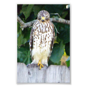 hawkの4x6の写真 フォトプリント