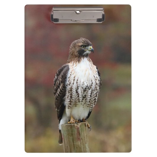 Hawkクリップボード クリップボード (正面)