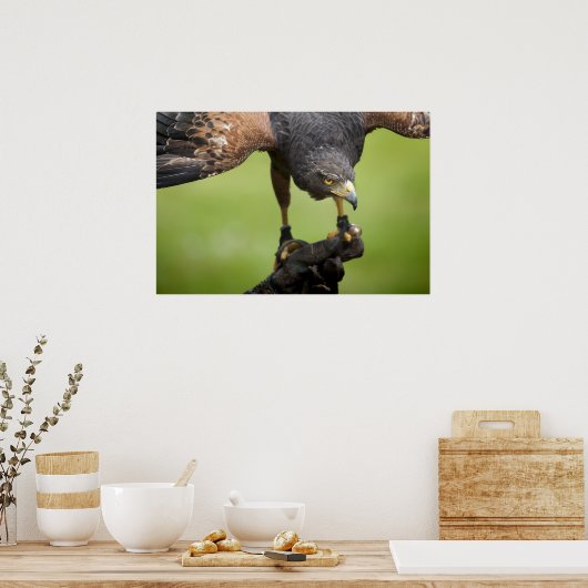 hawk bird ポスター (キッチン)