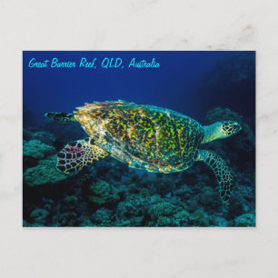 Hawksbillのウミガメのグレート・バリア・リーフの珊瑚海 ポストカード