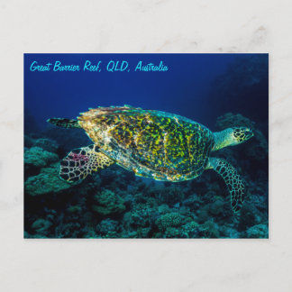 Hawksbillのウミガメのグレート・バリア・リーフの珊瑚海 ポストカード
