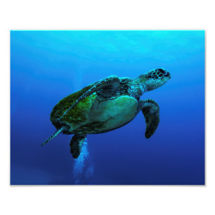 Hawksbillのウミガメの写真のプリント フォトプリント