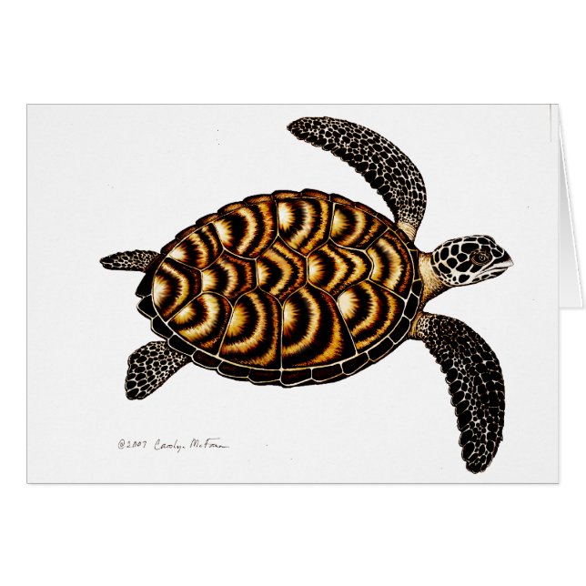 Hawksbillのウミガメカード (正面横)