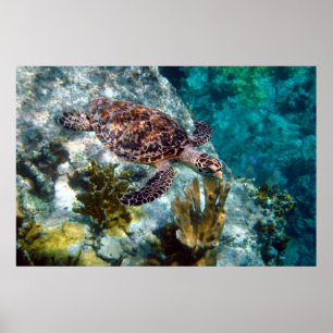 Hawksbillのウミガメ、米国バージン諸島 ポスター