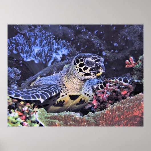 Hawksbill Portrait ポスター (正面)