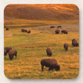 Haydenの谷で丘で牧草を食べるバイソン コースター (正面)