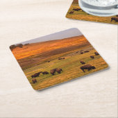 Haydenの谷で丘で牧草を食べるバイソン スクエアペーパーコースター (アングル)