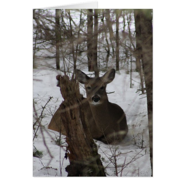 Haynesville、メインで寝かせられる (正面)