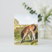 Haytor rock ukの前にあるDartmoor pony foal ポストカード (スタンド正面)